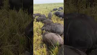 animal farmboarhog pigs pigging amazing nature [upl. by Moersch]