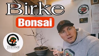 Birke Bonsai 4624 [upl. by Akira802]