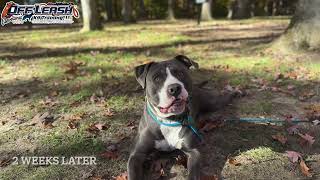 Gunner  1 Year Old Pitbull  Best Dog Trainer Cleveland Ohio [upl. by Aigneis]