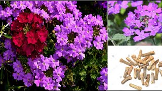 How to collect verbena seeds [upl. by Jacquenette]