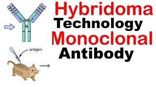 Hybridoma technology animation  Monoclonal antibody production [upl. by Enyal]