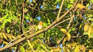 20241020 LJUBLJANA Botanični vrt PASSERIFORMES Erithacus rubecula TAŠČICA [upl. by Melamie]