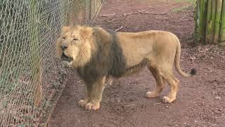 Asiatic Lion Roaring Paignton Zoo 1st January 2019 [upl. by Nylaret]