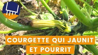 Pourquoi mes courgettes jaunissentelles [upl. by Ahtnama]