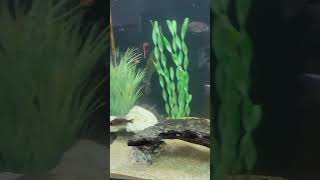 African Cichlids [upl. by Olmstead]