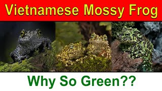 Vietnamese mossy frogAmphibian [upl. by Dorwin945]