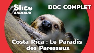 Un Centre de Réhabilitation pour les Paresseux I SLICE ANIMAUX  DOC COMPLET [upl. by Mialliw728]