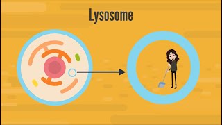 Lysosome Structure amp Function  Biology [upl. by France]