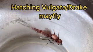 Hatching Vulgata  Drake mayfly [upl. by Yderf]