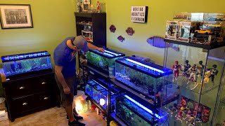 RARE BREEDING FISH ROOM TOUR  Wild Type Livebearers [upl. by Airdnaxila]