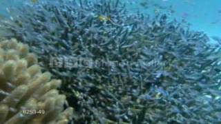 School of Fish Swimming in Coral Reef [upl. by Sacul104]