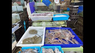 Walking and Eating at Rawai Seafood Market Phuket Thailand🇹🇭 [upl. by Remde]