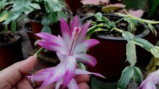 variegated christmas cactusZygo cactus 🌵 havestarted blooming🌸gardening vlogManjuz farm stay [upl. by Arakal137]