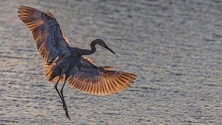 Nikon Z7 Bird In Flight with FTZ Nikkor 200500mm amp Nikon 500m F4 First Day Impressions [upl. by Ielarol927]