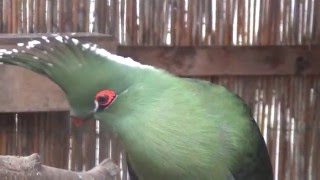 Schalows Turaco [upl. by Saxet]