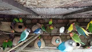 Love Birds  Fisher Parrots  Beautiful Parrots Sound  World Of Birds  2024 P1 [upl. by Nivi]