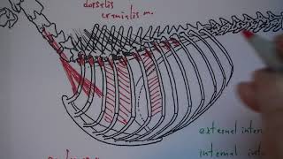 13B Trunk Myology [upl. by Corrianne132]