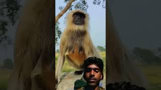 comedy funny monkey animals sorts funnymonkey [upl. by Heyman804]