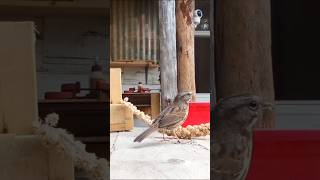 Peckish Pecker nature birds wildlife canada cute [upl. by Jefferey]