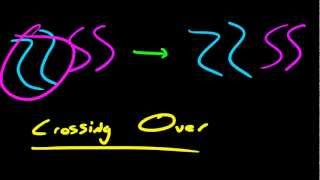 Biology Lecture  54  Prophase 1 [upl. by Fabi]