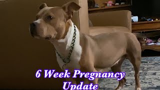 6 Week Pregnant Bully  Trixie’s Pregnancy Journey [upl. by Camille]