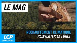 Réchauffement climatique  réinventer la forêt  LCP le mag [upl. by Eiznek750]