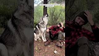 A man found a wolf cub alone and then saved it wolf wolfdog shorts [upl. by Kamat]