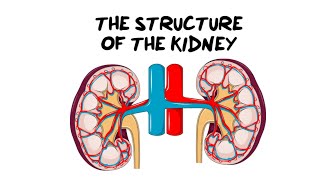 Intro to the Kidney Structure [upl. by Edmee]