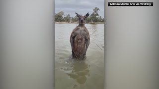 Aussie defends his dog against a kangaroo attack [upl. by Malkah956]