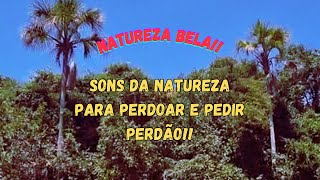 Natureza  Sons da Natureza para perdoar e pedir perdão [upl. by Ahsiram50]