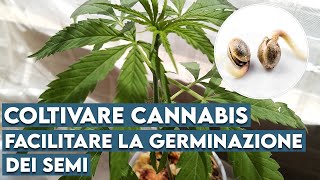 Coltivazione di Cannabis  Facilitare la germinazione dei semi [upl. by Ena]