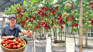 Growing Tomatoes Without Watering Doubling Yield And Harvesting Continuously [upl. by Oiromed852]