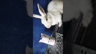 Pancan à lunetttes edit shorts rabbit animals love music [upl. by Zacarias]