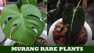 MURANG RARE PLANTS Silang Cavite [upl. by Sweyn482]