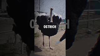 Ostriches Hidden Facts shorts ytshorts youtubeshorts trending [upl. by Siulegroj]