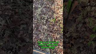 Tips to help you the next time you are tracking a deer hunting hoytarchery dialedarchery [upl. by Morgenthaler]