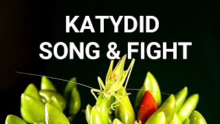 Sound of Grasshopper Katydid  grasshopper sound effect  grasshopper noise sound at night jump [upl. by Tice821]