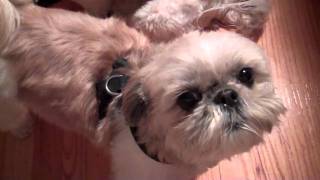 Stella speaking Shih Tzu [upl. by Jocko]