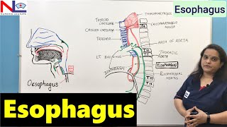 Esophagus Anatomy  GI Tract  Digestive System  Nursing Lecture [upl. by Eseela]