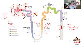 DR TA7 RENAL PHARMACOLOGY 1 [upl. by Arhoz]