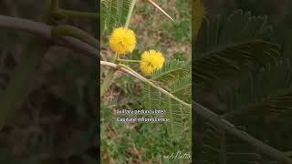 Plant for Herbarium44 Acacia nilotica wenature6640 check the description [upl. by Anerhs]