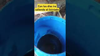 Lixiviado de raquis de plátano Nutre y protege tus plantas de hongos  Cómo hacerlo paso a paso 🍌🌱 [upl. by Eirased230]