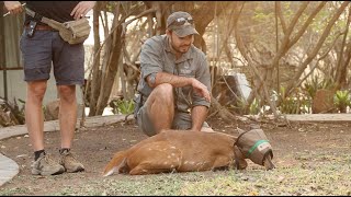 A Bushbuck is saved [upl. by Yllop]