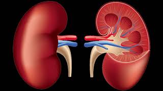 Structure of Human Kidney [upl. by Nevaed529]