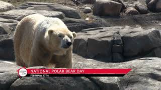 National Polar Bear Day on February 27 [upl. by Carin]