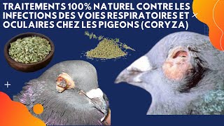 Traitements 100 naturel contre les infections des voies respiratoires et oculaires chez les pigeons [upl. by Mihalco]