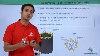 Class 11th  Eukaryotes  Centrosome and Centrioles  Cell The unit of Life  Tutorials Point [upl. by Lubet]