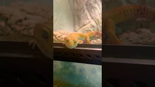 Loki bekommt Abendessen shorts leopardgecko [upl. by Catina234]