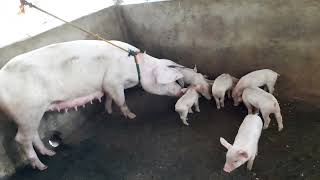 PIGGERY FARM 🐖 23 heads PIGLETS 2 weeks old INAHIN BABOY ng sleeping 😴 time after shower 🚿 clean [upl. by Leis]