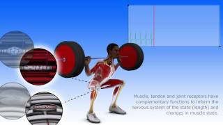 Neuroanatomy musculotendinous and joint proprioception [upl. by Adlesirk]